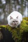 Ragdoll in the autumn