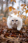 Ragdoll in the autumn