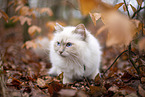 Ragdoll in the autumn