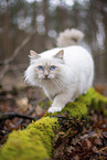 Ragdoll in the autumn