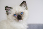 Ragdoll kitten