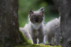 Ragdoll kitten