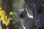 Ragdoll kitten