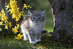 Ragdoll kitten