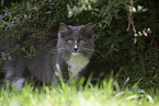 grey-and-white Ragdoll