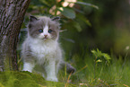 Ragdoll kitten