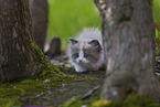 Ragdoll kitten