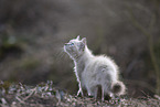 Ragdoll kitten