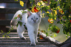 Ragdoll kitten