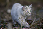 Ragdoll kitten