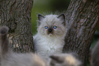 Ragdoll kitten