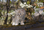 Ragdoll kitten