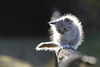 Ragdoll kitten