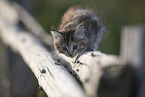 Ragdoll kitten