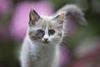 Ragdoll Kitten