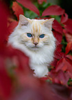 Ragdoll outdoor