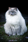 Ragdoll tomcat