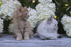 Ragdoll Kitten