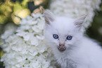 Ragdoll Kitten