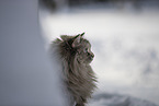 Ragdoll in snow