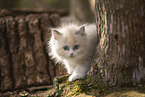 Ragdoll kitten