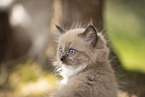 Ragdoll kitten