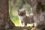 Ragdoll kitten