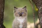 Ragdoll kitten