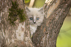 Ragdoll kitten