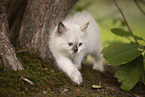 Ragdoll kitten