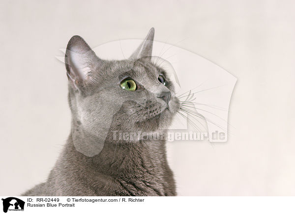 Russisch Blau im Portrait / Russian Blue Portrait / RR-02449