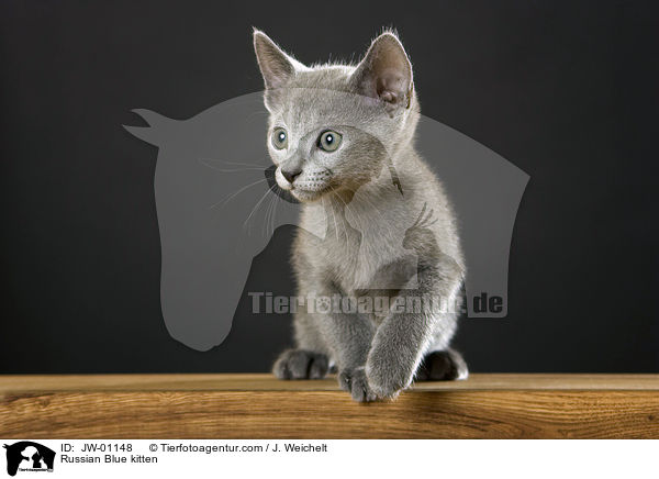 Russisch Blau Ktzchen / Russian Blue kitten / JW-01148