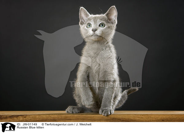 Russisch Blau Ktzchen / Russian Blue kitten / JW-01149