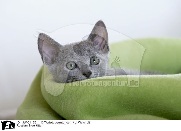 Russisch Blau Ktzchen / Russian Blue kitten / JW-01159