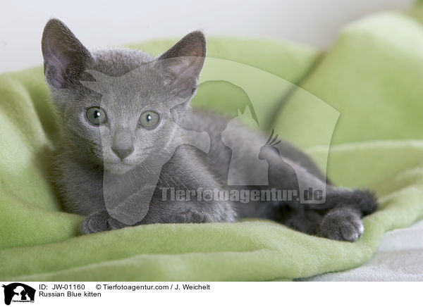 Russisch Blau Ktzchen / Russian Blue kitten / JW-01160