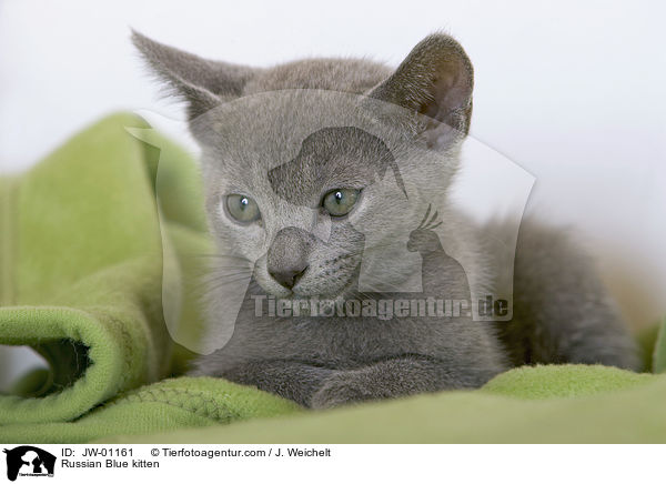 Russisch Blau Ktzchen / Russian Blue kitten / JW-01161