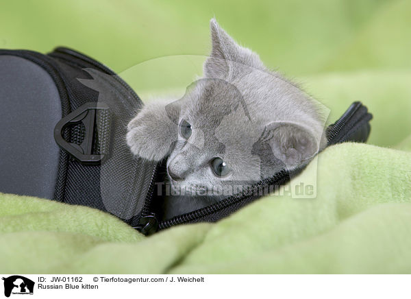 Russian Blue kitten / JW-01162