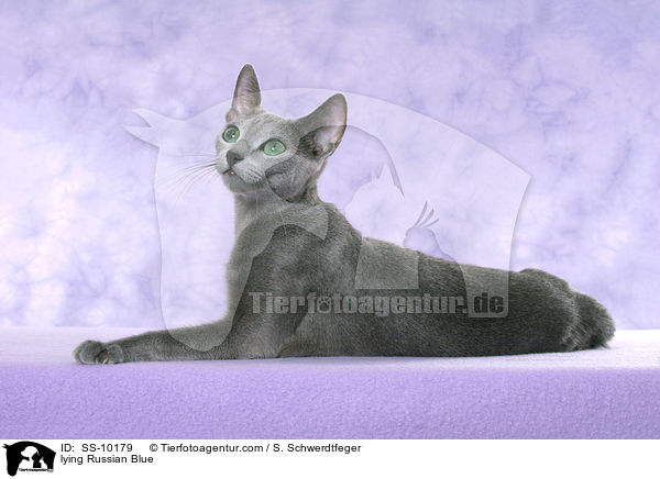 lying Russian Blue / SS-10179