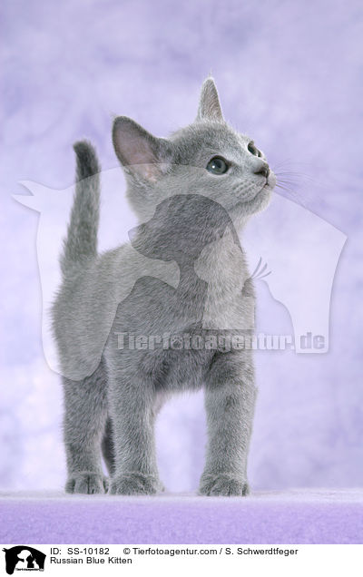 Russisch Blau Ktzchen / Russian Blue Kitten / SS-10182