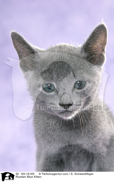 Russisch Blau Ktzchen / Russian Blue Kitten / SS-10185