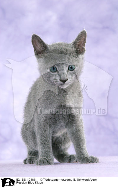 Russisch Blau Ktzchen / Russian Blue Kitten / SS-10186