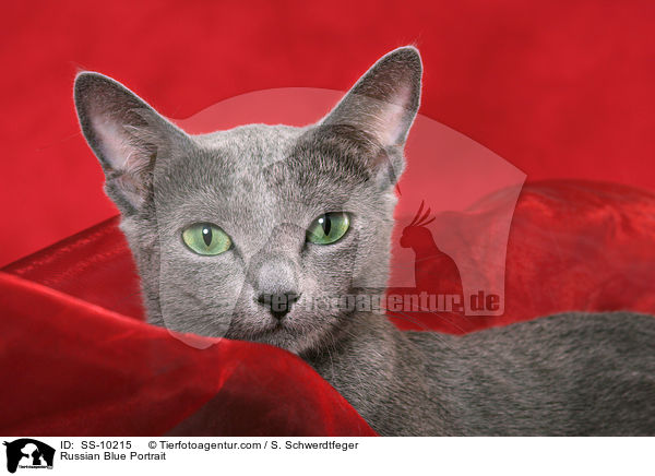 Russisch Blau Portrait / Russian Blue Portrait / SS-10215