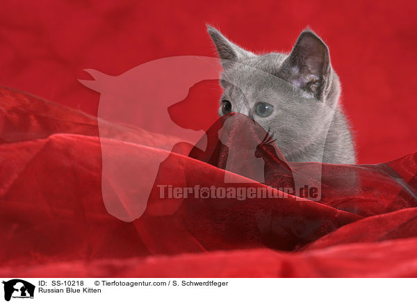 Russisch Blau Ktzchen / Russian Blue Kitten / SS-10218