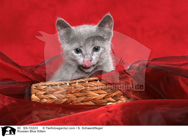 Russisch Blau Ktzchen / Russian Blue Kitten / SS-10223