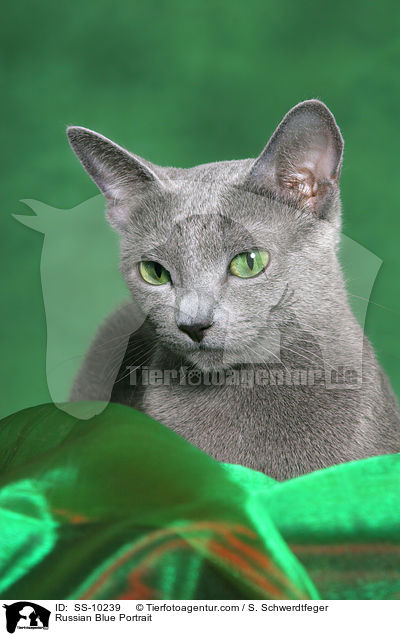 Russisch Blau Portrait / Russian Blue Portrait / SS-10239