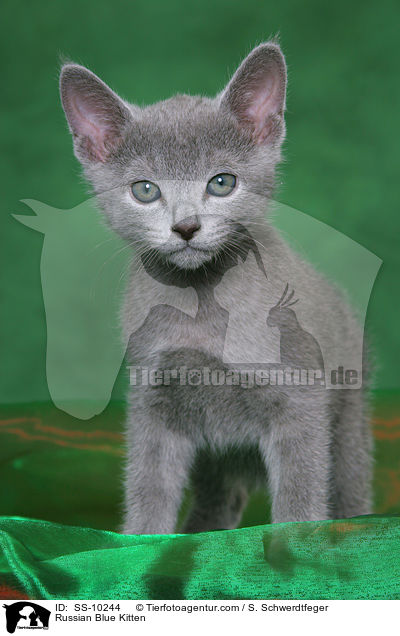 Russisch Blau Ktzchen / Russian Blue Kitten / SS-10244