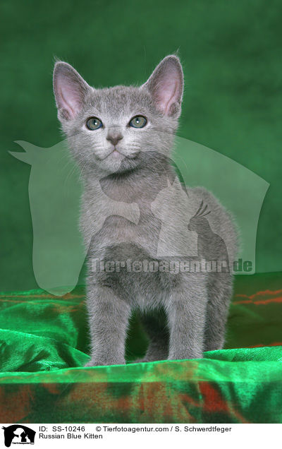 Russisch Blau Ktzchen / Russian Blue Kitten / SS-10246