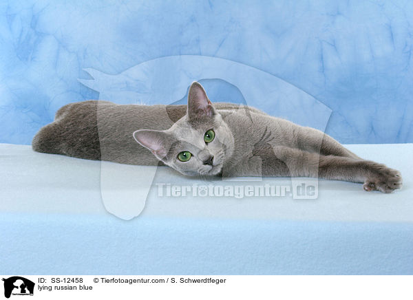 liegende Russisch Blau / lying russian blue / SS-12458