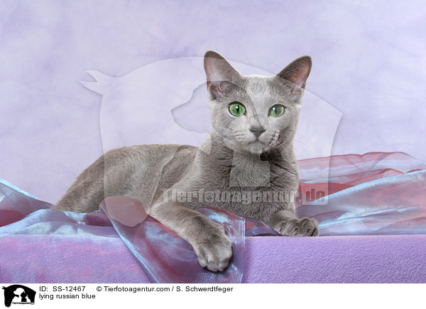 liegende Russisch Blau / lying russian blue / SS-12467