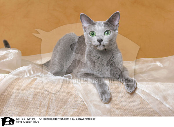 liegende Russisch Blau / lying russian blue / SS-12469